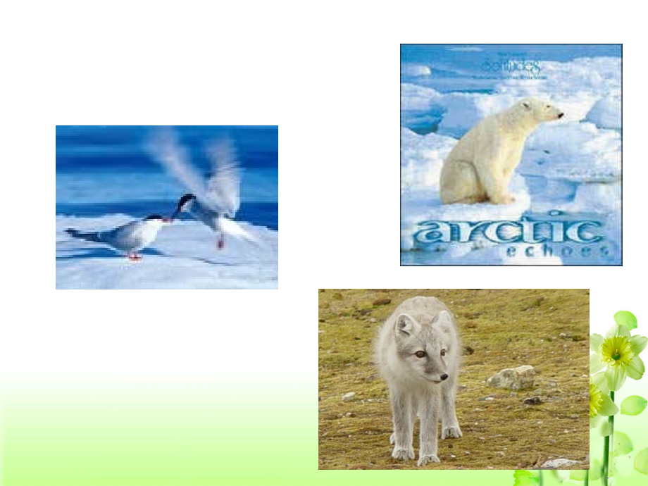《旅鼠之谜》参考课件4.ppt_第1页