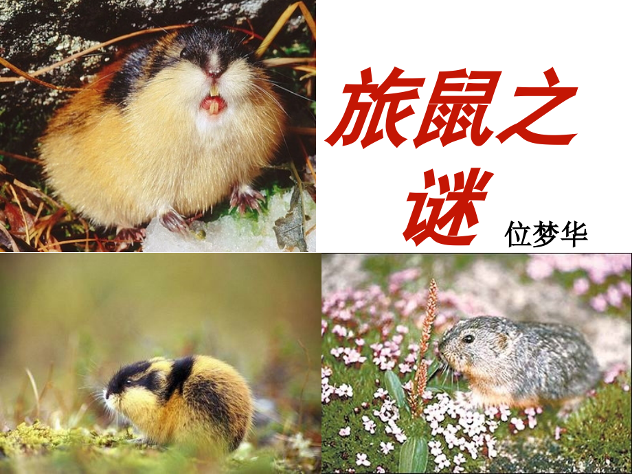 《旅鼠之谜》参考课件4.ppt_第2页