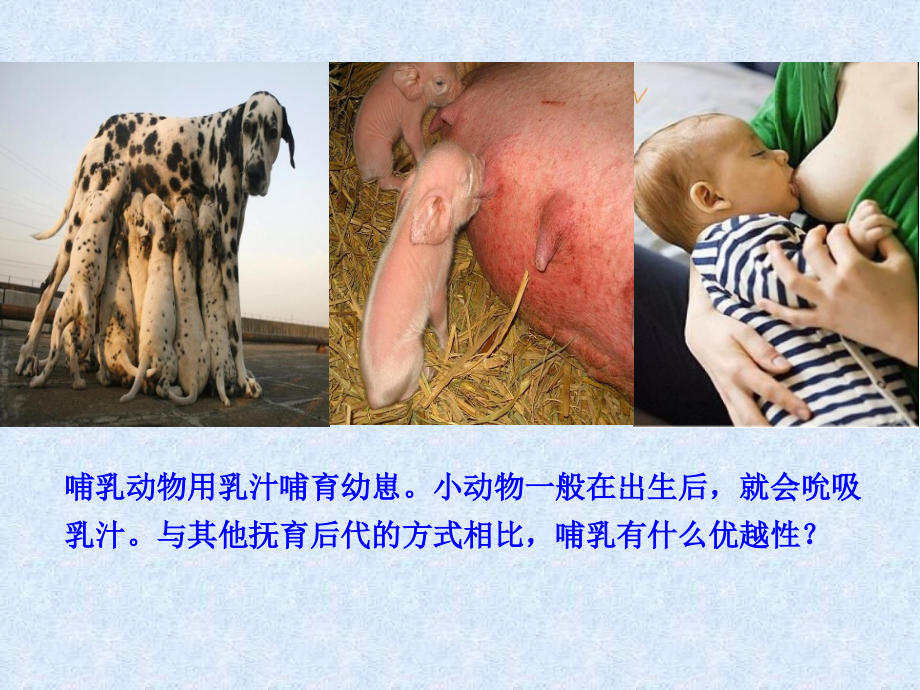 八上册第五单元第一章第七节《哺乳动物》.ppt_第2页