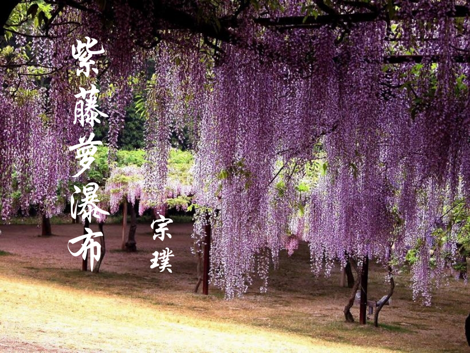 语文组公开课-花朵的心事.ppt_第2页