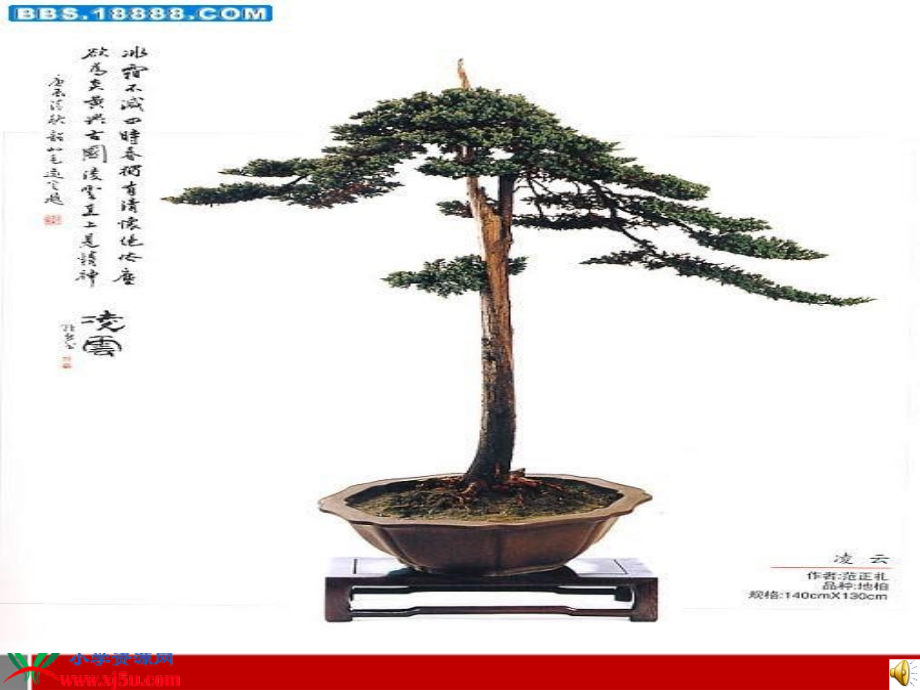 三年级小松树课件苏教版.ppt_第1页