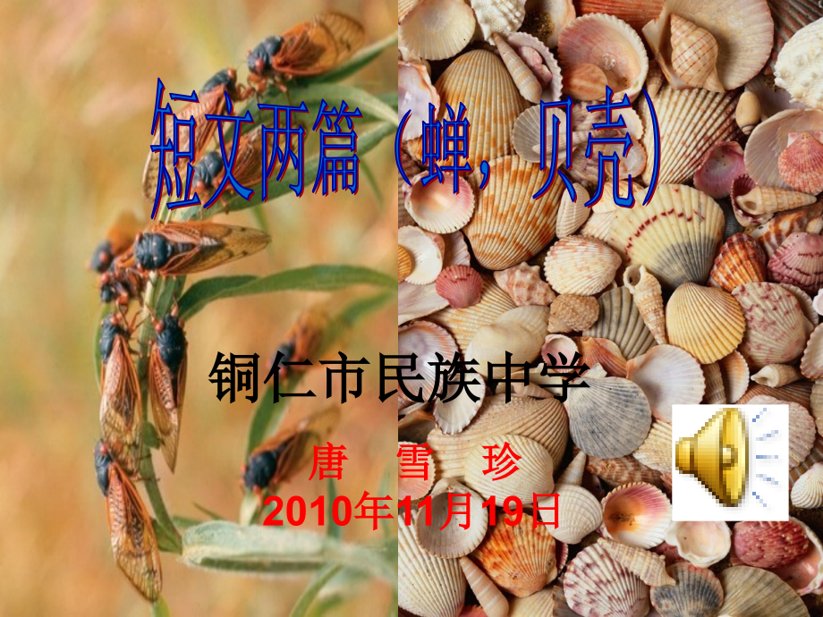 短文两篇(蝉-贝壳).ppt_第1页
