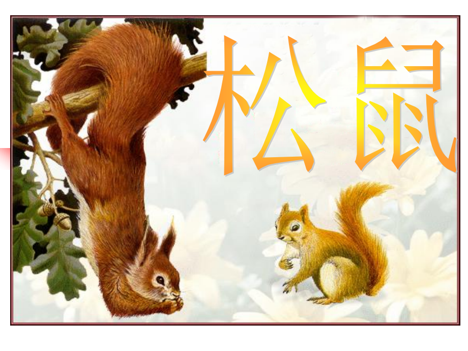 五年级上册《松鼠》PPT课件.ppt_第1页