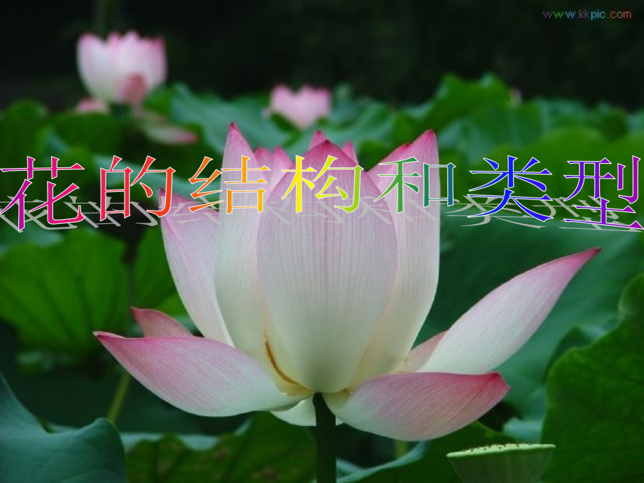 花的结构和类型1.ppt_第1页