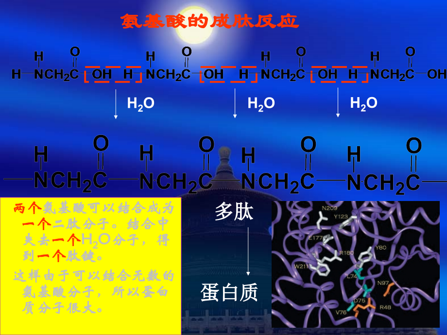 蛋白质的性质.ppt_第2页