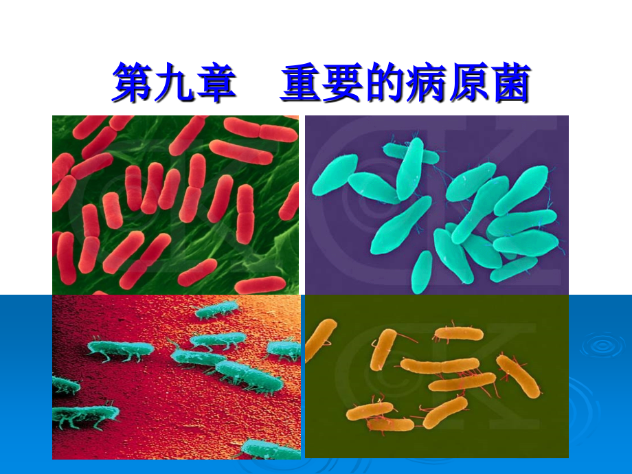 重要的病原菌.ppt_第1页
