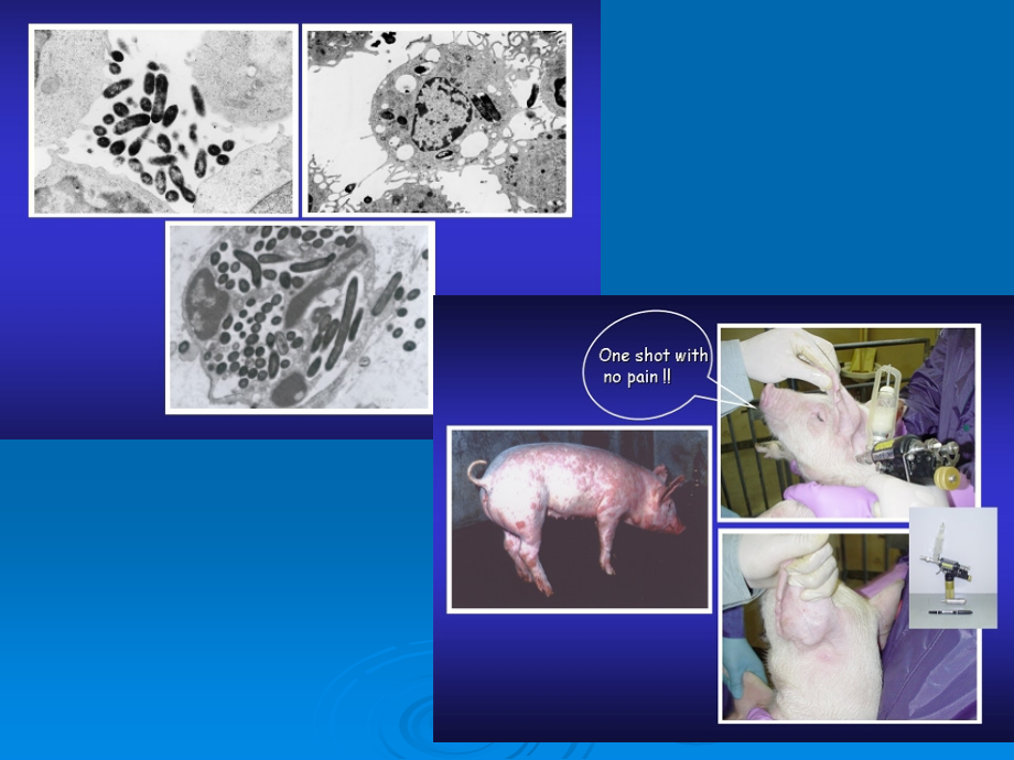 重要的病原菌.ppt_第2页