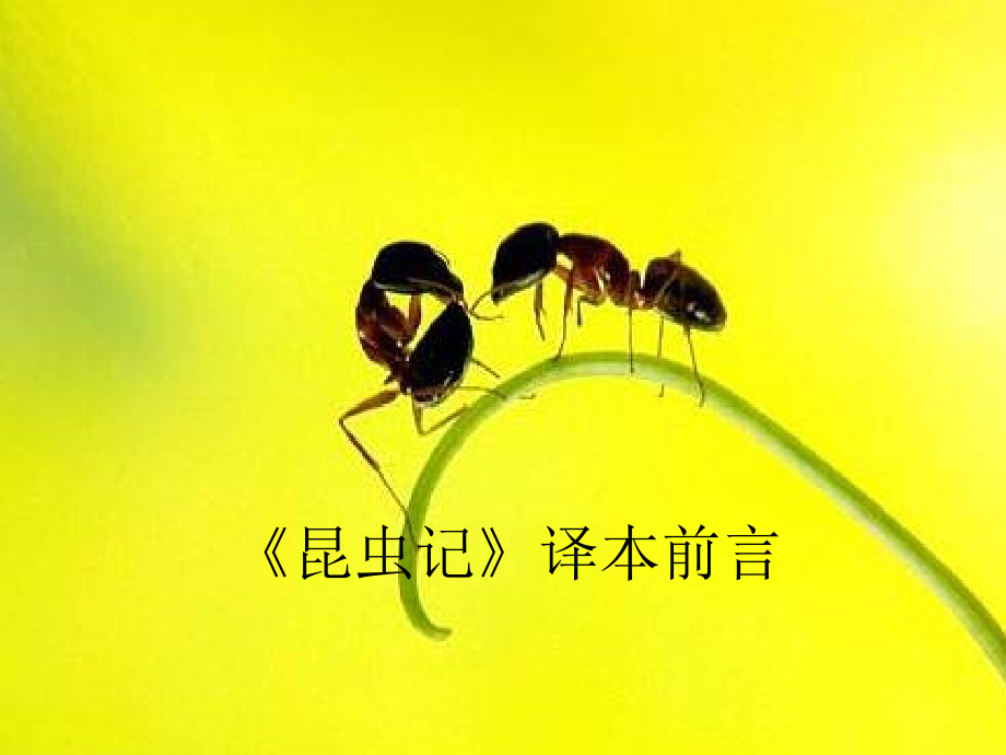七年级语文昆虫记.ppt_第1页