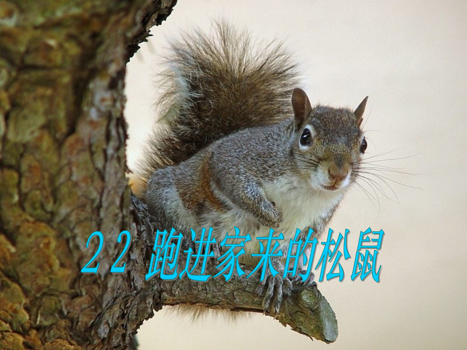 《22跑进家来的松鼠课》教学课件2.ppt_第1页