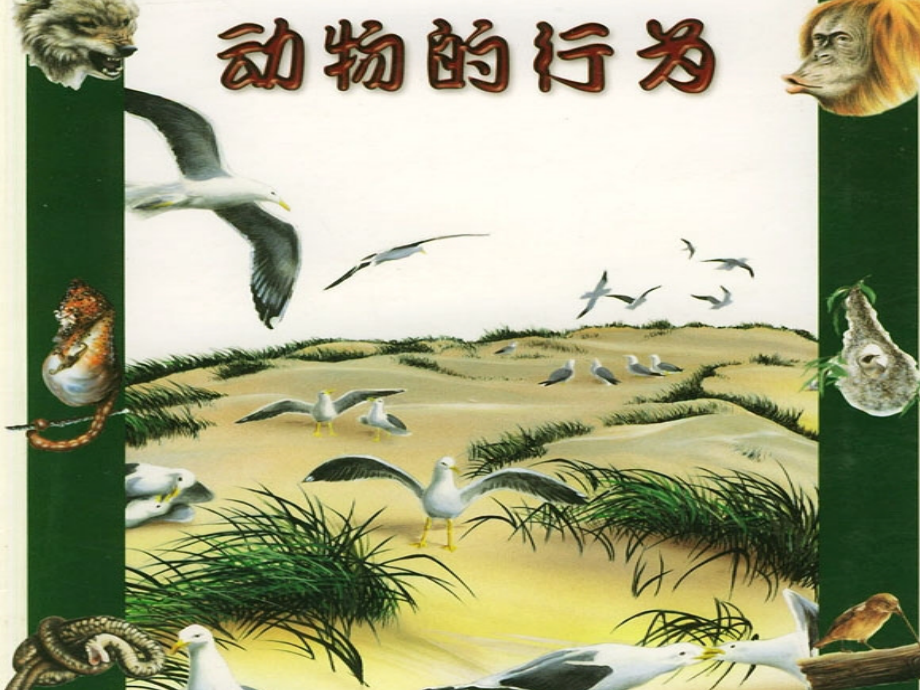 第16章第二节动物的行为.ppt_第1页