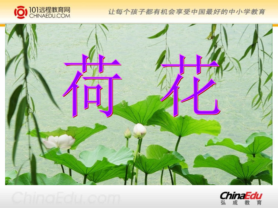 苏教版小学三下《荷花》课件.ppt_第1页