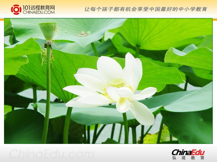 苏教版小学三下《荷花》课件.ppt_第2页