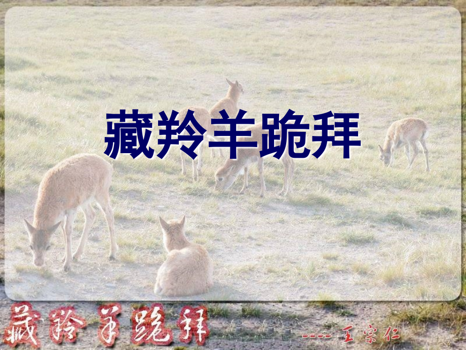 _藏羚羊跪拜.ppt_第1页