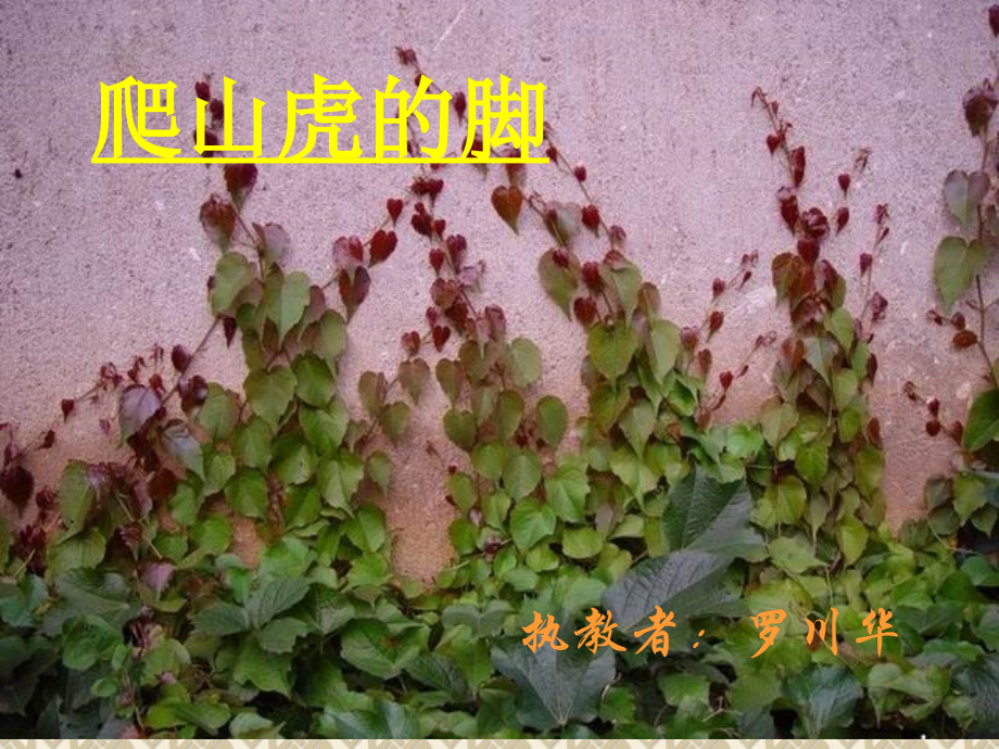 爬山虎的脚课件2.ppt_第1页