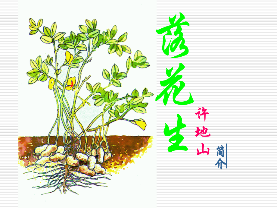 落花生课件 (3).ppt_第1页