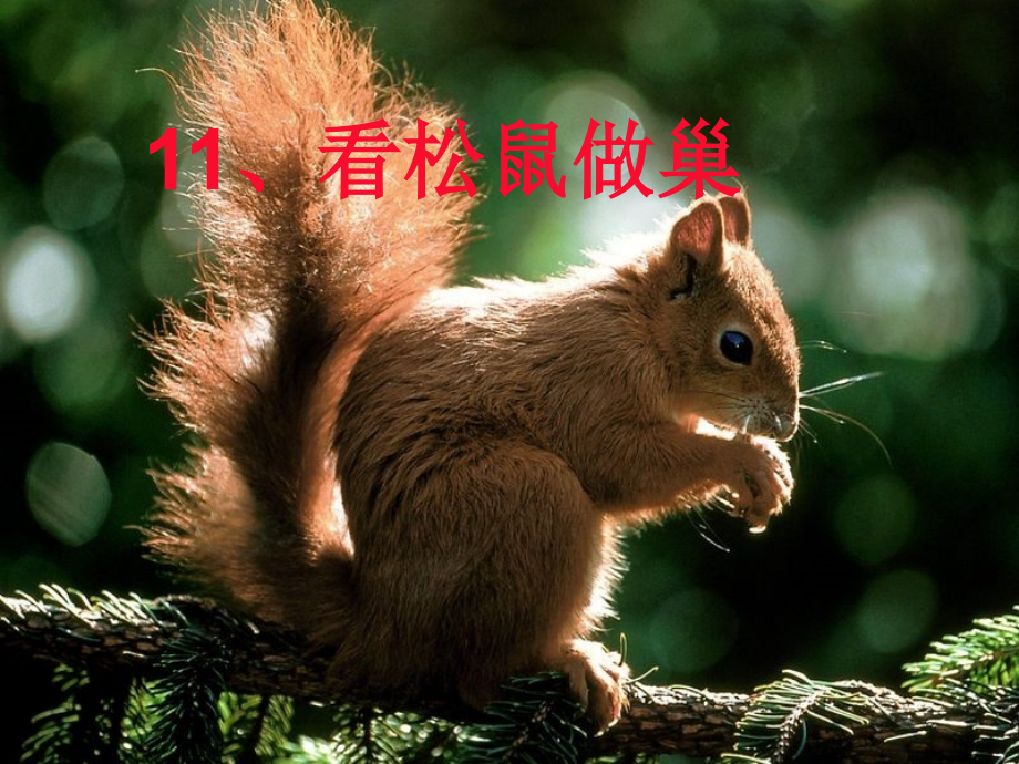 鄂教版四年级语文上册11、看松鼠做巢.ppt_第1页