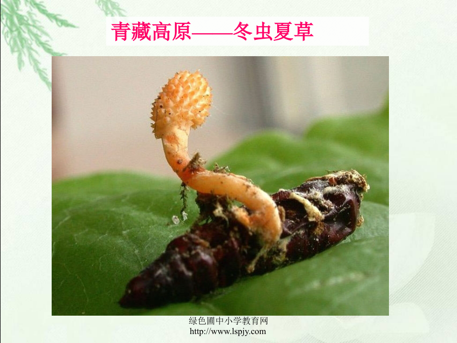 浙教版小学三年级下册第二单元品德与社会《家乡特产知多少PPT课件》.ppt_第2页