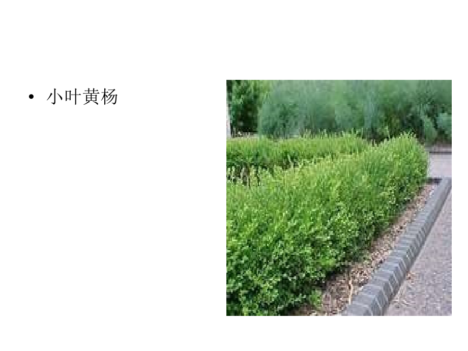 植物冬态特征.ppt_第2页