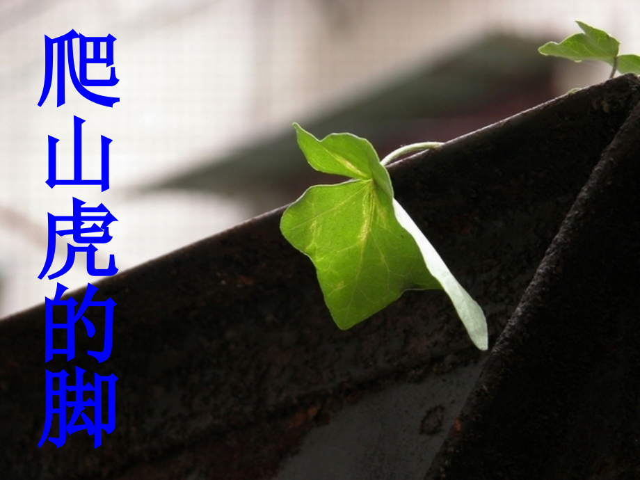 人教版九年义务教育六年制小学语文第七册《爬山虎的脚》.ppt_第1页