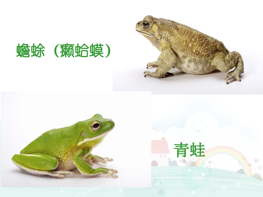 癞蛤蟆和小青蛙.pptx_第2页