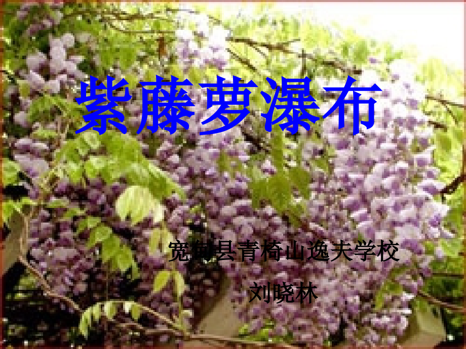 紫藤萝瀑布-课件.ppt_第1页