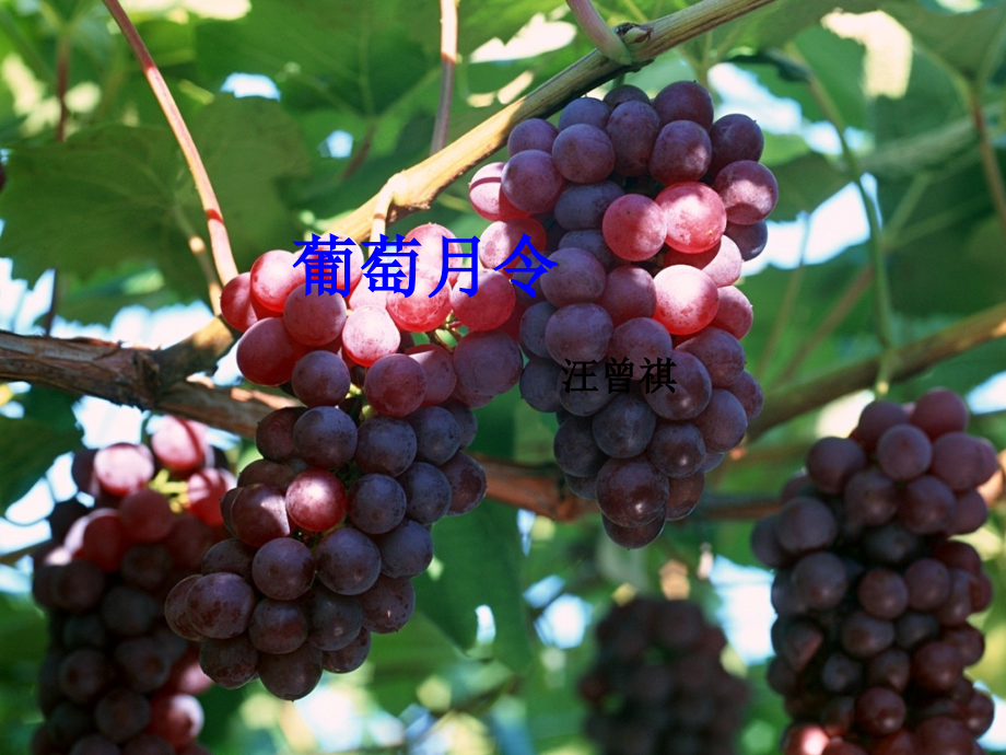 《葡萄月令》ppt课件.ppt_第1页
