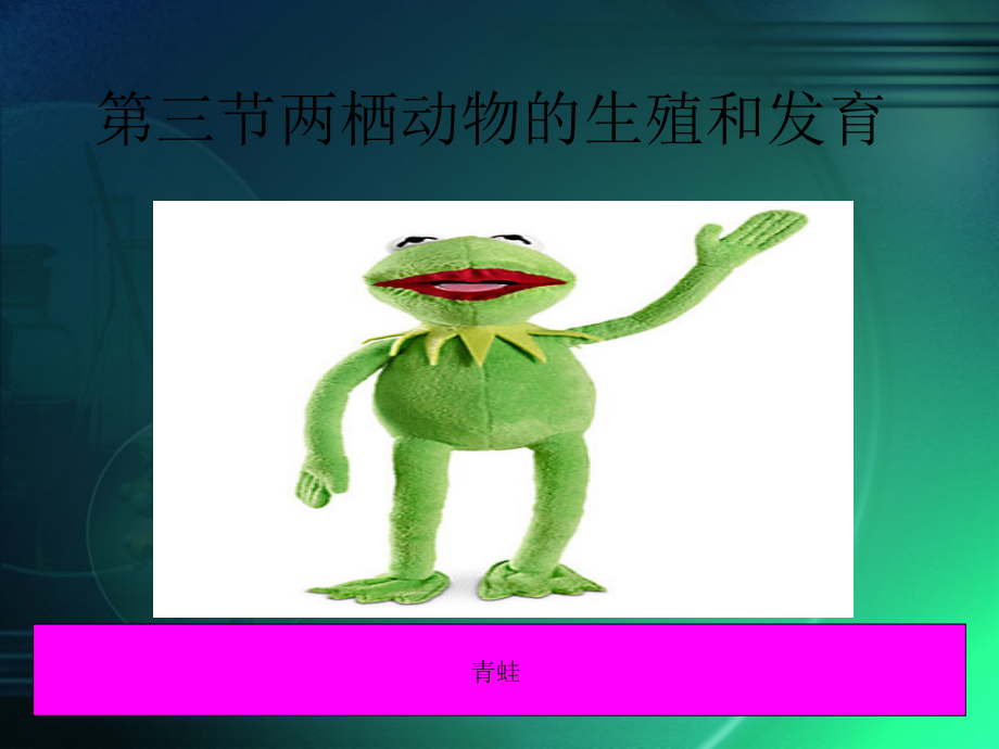 八年级下13《两栖动物的生殖和发育》.ppt_第2页