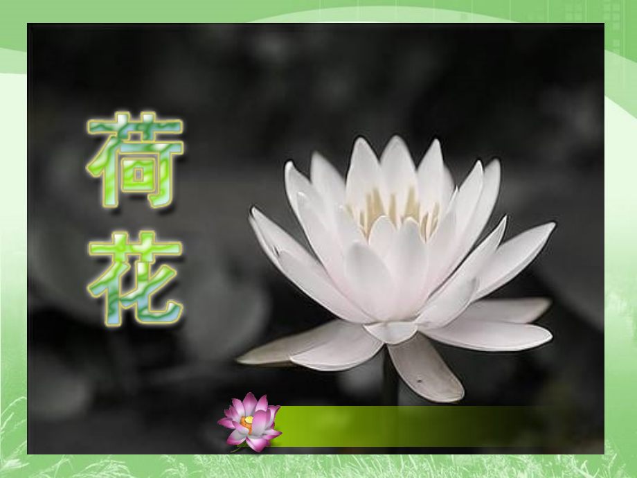 《荷花》课件3.ppt_第1页