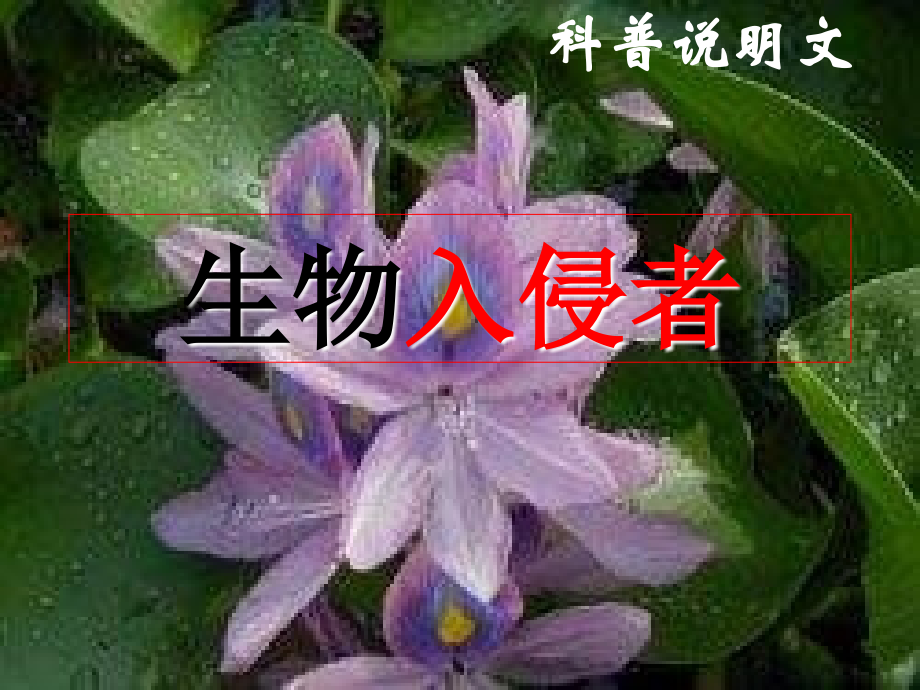 八语·生物入侵者1.ppt_第1页