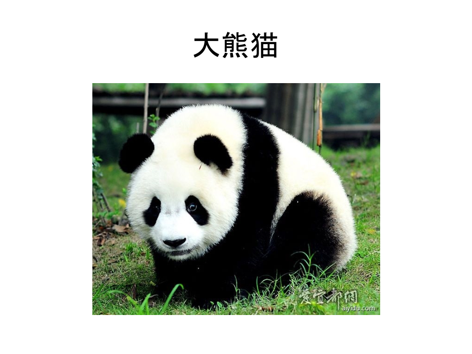 濒临灭绝的珍惜动物.ppt_第2页