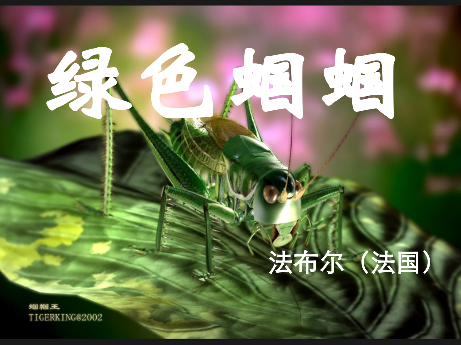 绿色蝈蝈优秀课件.ppt_第1页