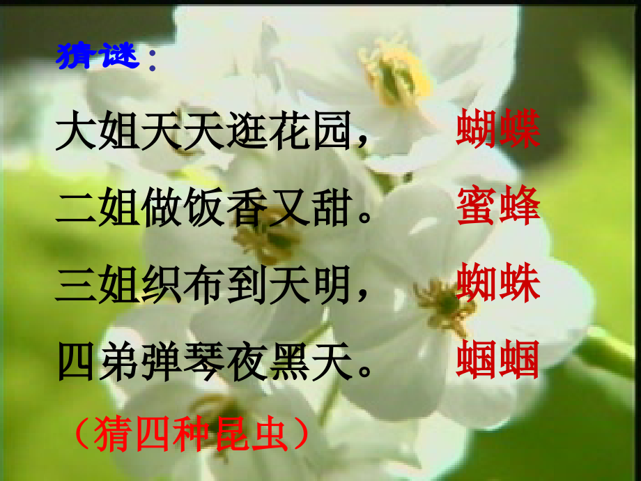 绿色蝈蝈优秀课件.ppt_第2页