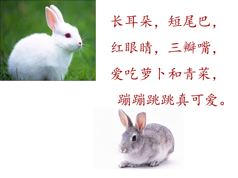 一年级语文下册26《小白兔和小灰兔》课件 (2).ppt_第2页