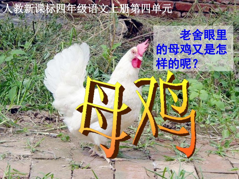 《母鸡》教学课件2.ppt_第2页