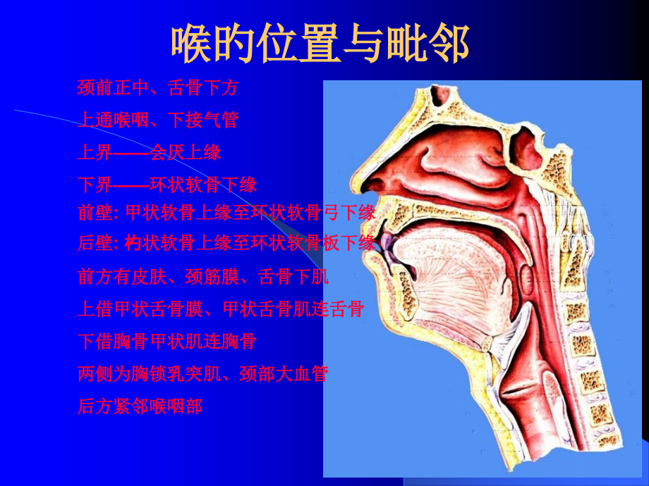 喉解剖学专题知识讲座.ppt_第2页