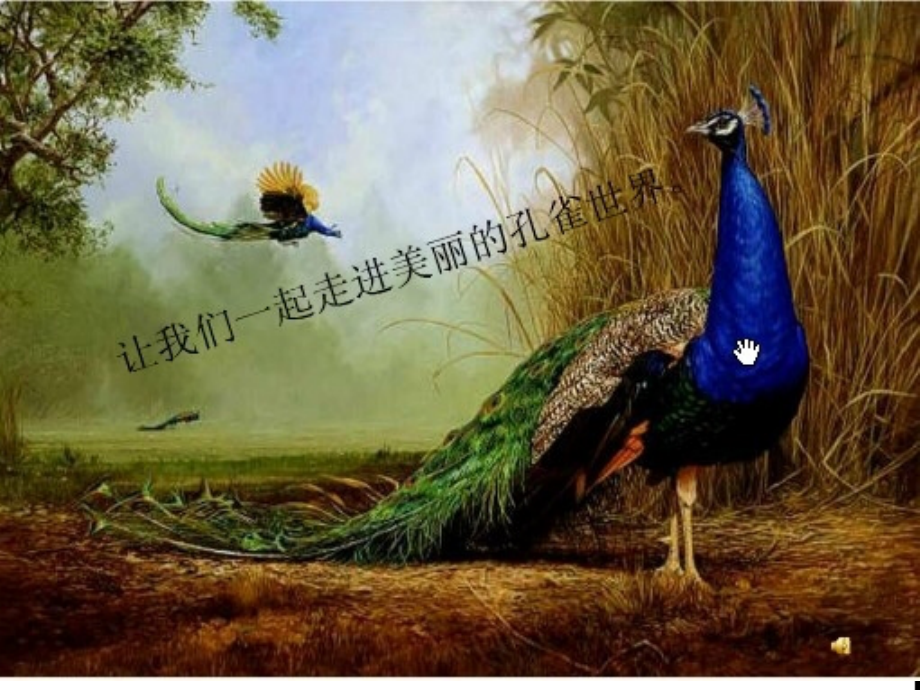 二年级_美丽的孔雀.ppt_第2页