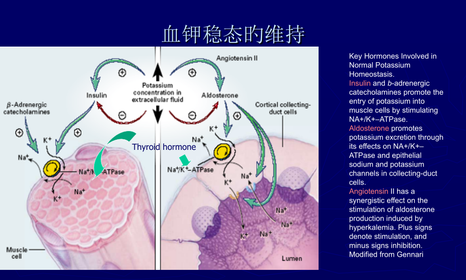 低钾血症医学知识.ppt_第2页