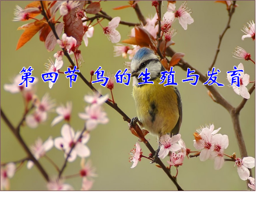 鸟的生殖发育.pptx_第2页