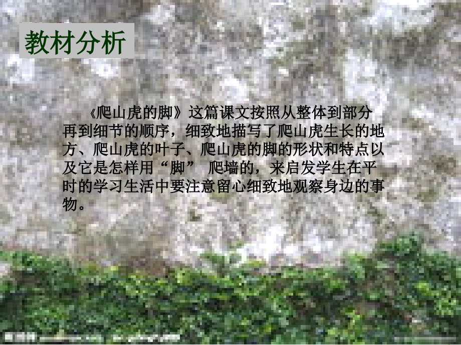 《爬山虎的脚》演示文稿.ppt_第2页