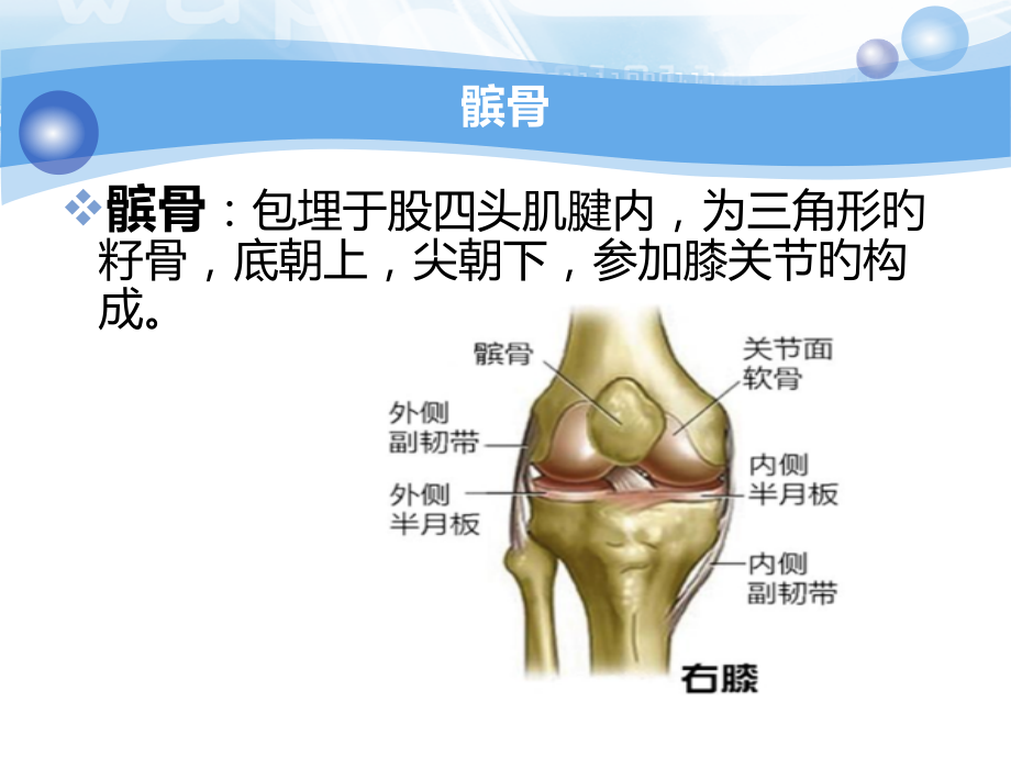 髌骨骨折业务学习.ppt_第2页