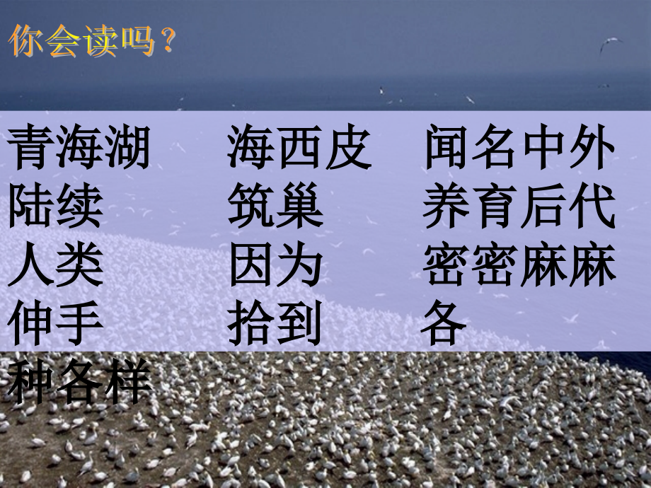 第四册18、鸟岛(_用_).ppt_第2页