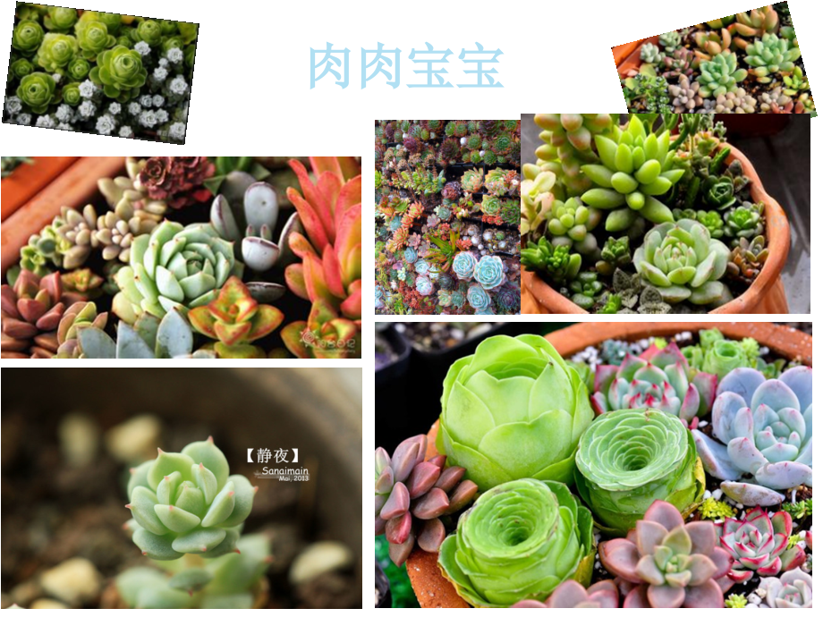 多肉宝宝科技节植物介绍.pptx_第2页