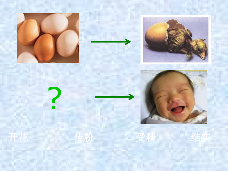 人的生殖和发育宣讲.ppt_第2页