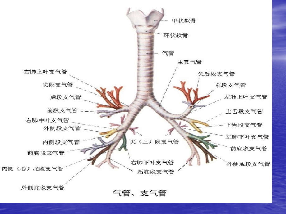 肺部CT分段专题知识.ppt_第2页