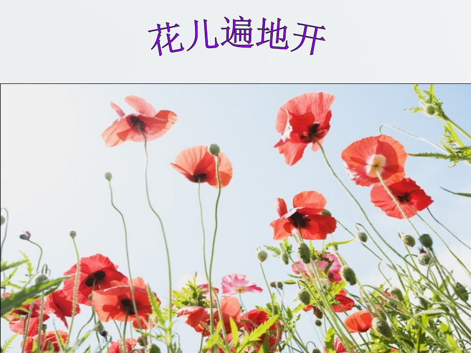 作品欣赏《花儿遍地开》.ppt_第1页