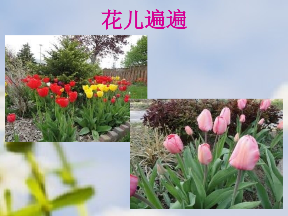作品欣赏《花儿遍地开》.ppt_第2页