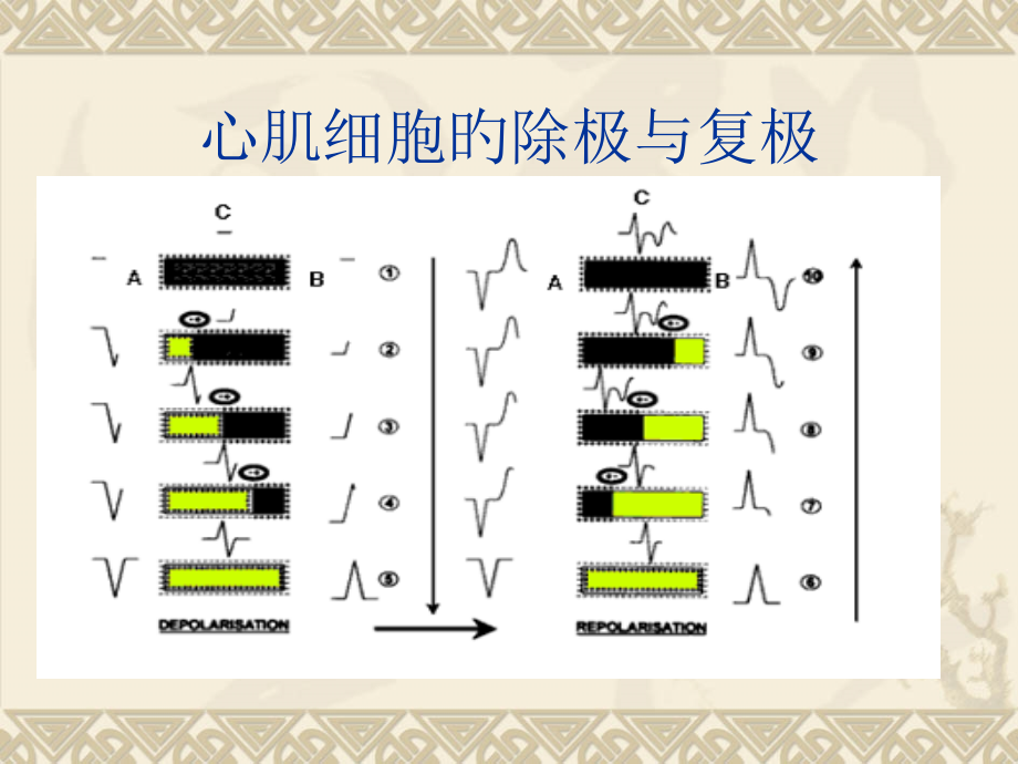 心电图示专业知识讲座.ppt_第2页