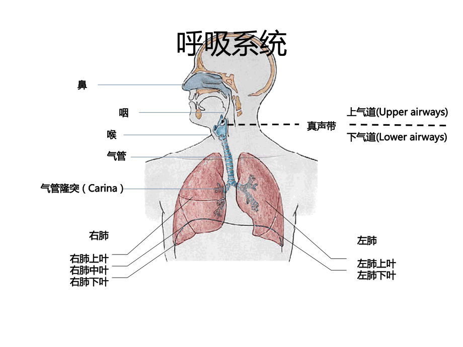 机械通气相关解剖生理.ppt_第1页