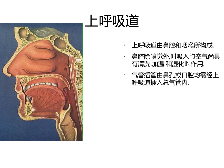 机械通气相关解剖生理.ppt_第2页