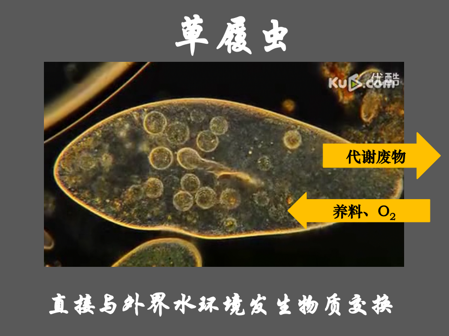 内环境的稳态.pptx_第1页